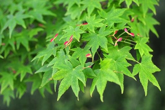 Green Japanese Maple