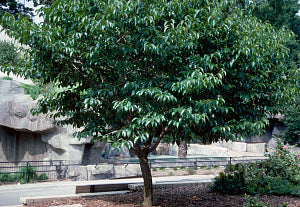 Hardy Rubber Tree