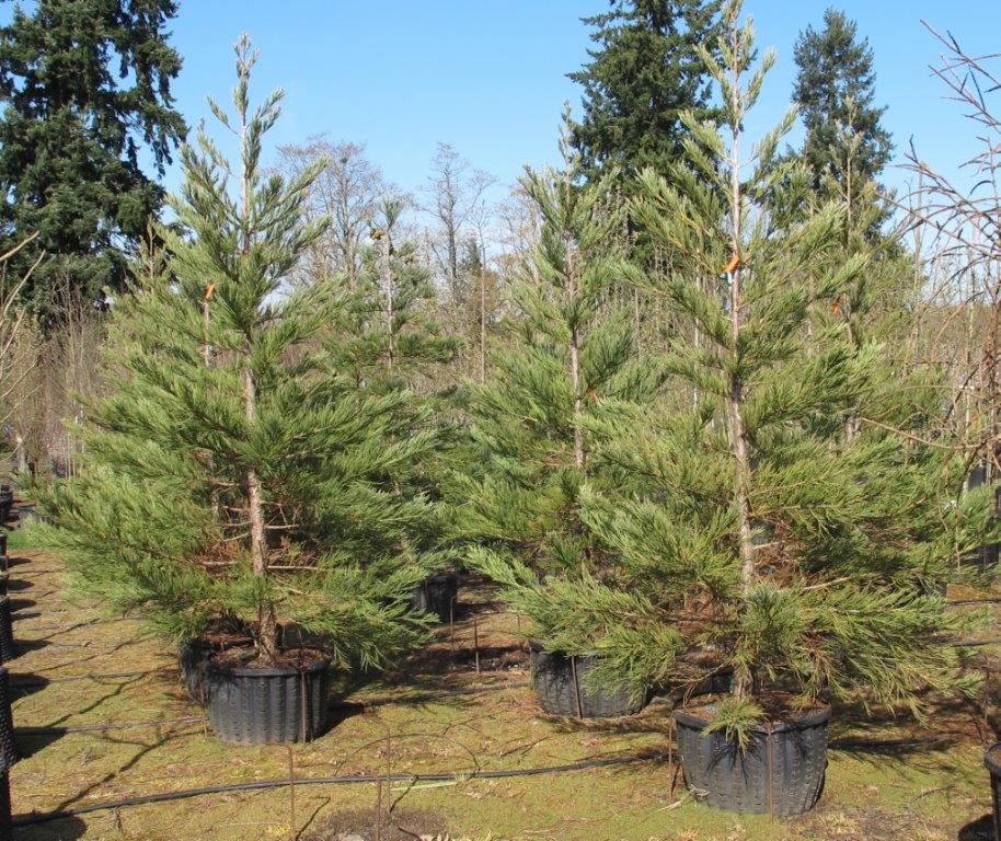 Hazel Smith Blue Giant Sequoia