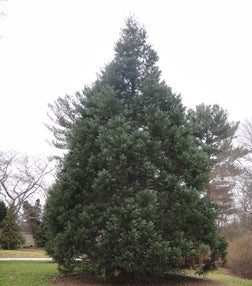 Hazel Smith Blue Giant Sequoia