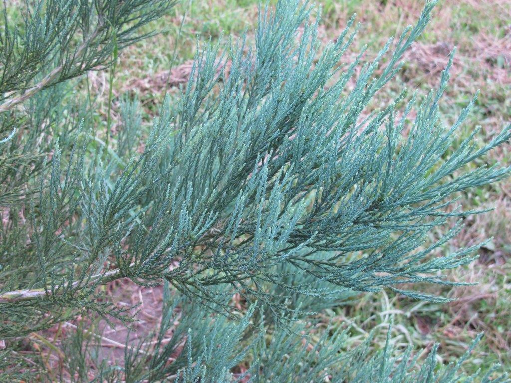 Hazel Smith Blue Giant Sequoia