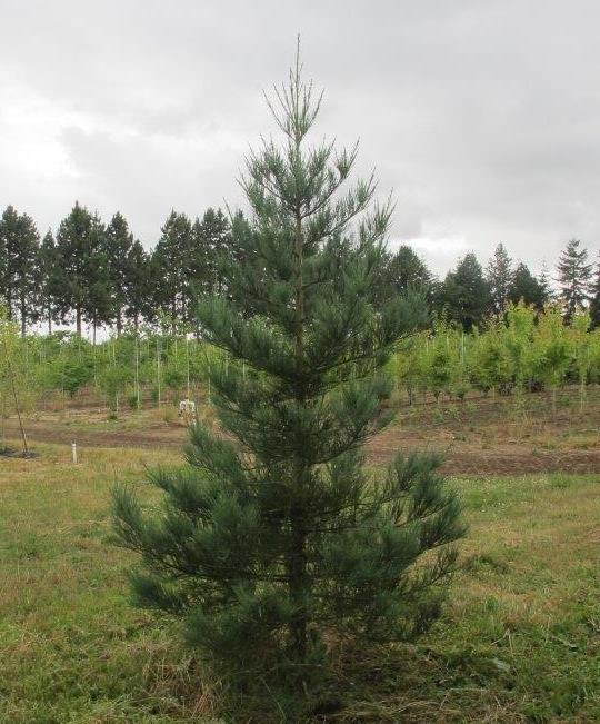 Hazel Smith Blue Giant Sequoia