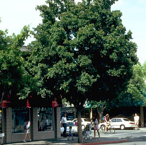 Hedge Maple