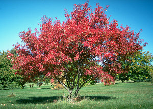 Hot Wings® Tatarian Maple