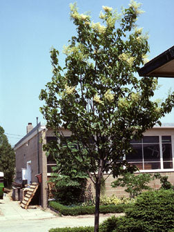 Ivory Silk Japanese Tree Lilac