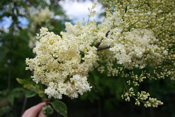 Ivory Silk Japanese Tree Lilac