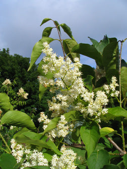 Ivory Silk Japanese Tree Lilac