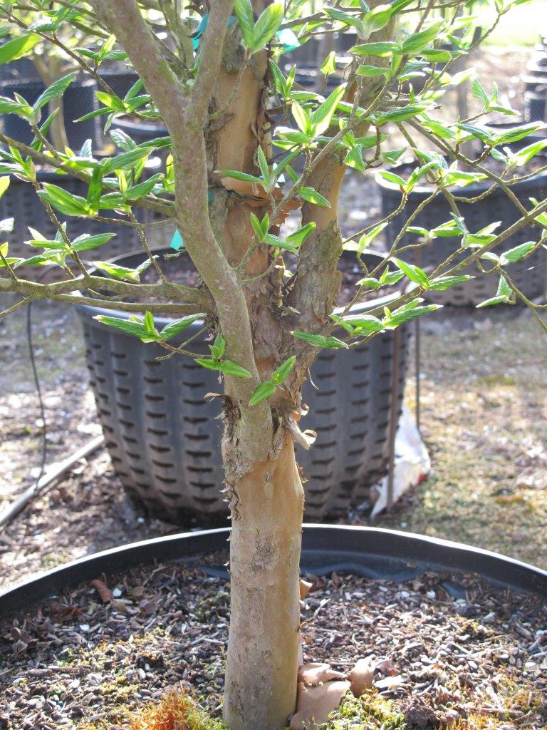 Japanese Stewartia