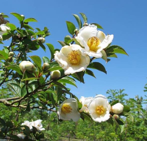 Japanese Stewartia