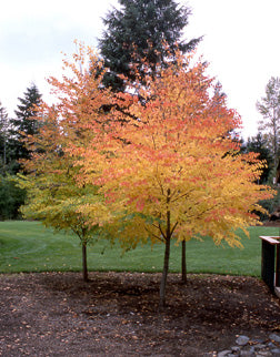 Katsura Tree