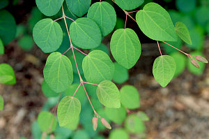 Katsura Tree