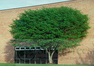 Kentucky Yellowwood