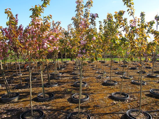 Kwanzan Cherry