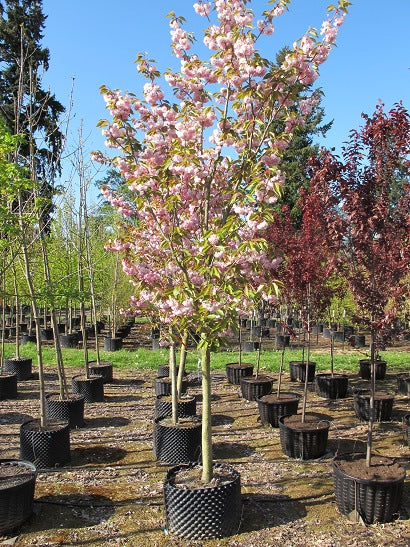 Kwanzan Cherry