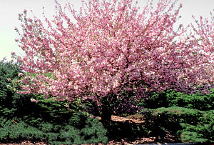 Kwanzan Cherry