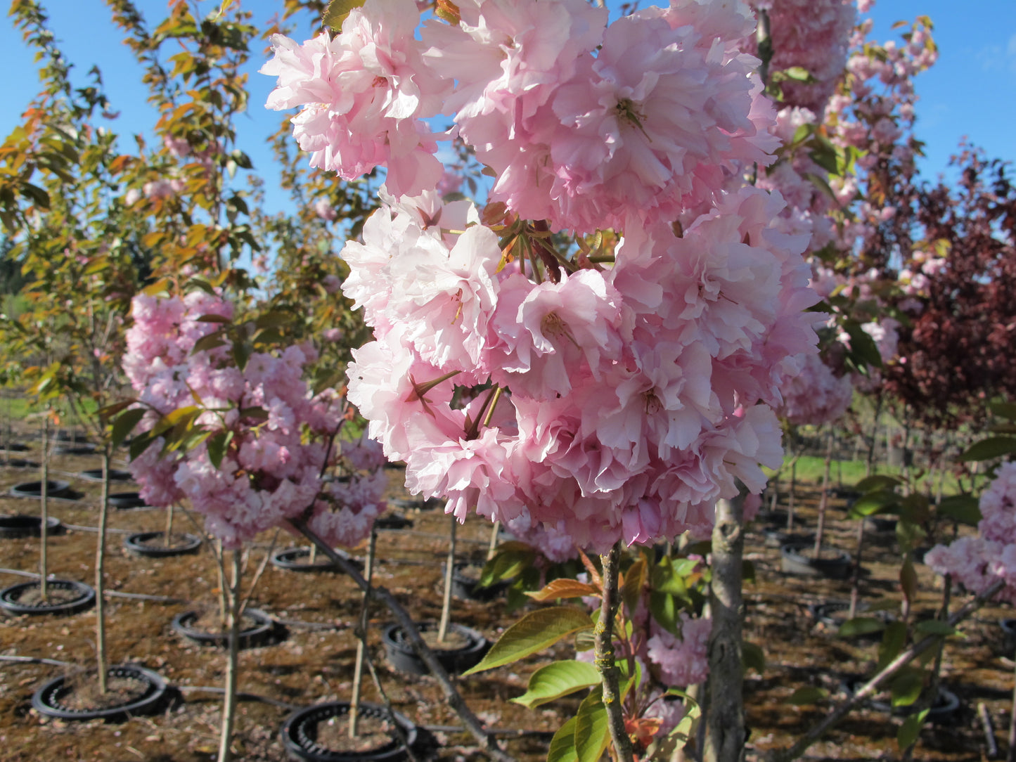 Kwanzan Cherry