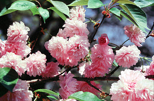 Kwanzan Cherry