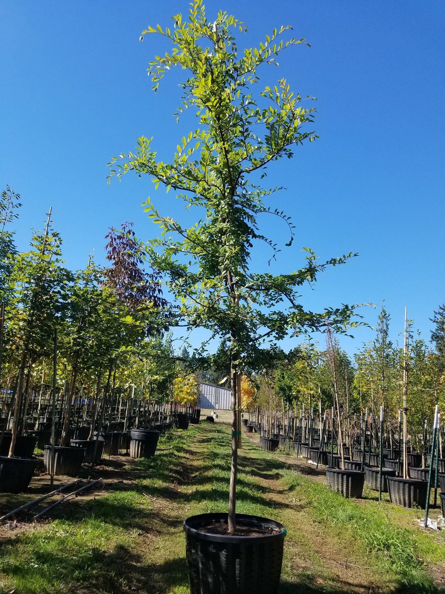 Lacebark Elm