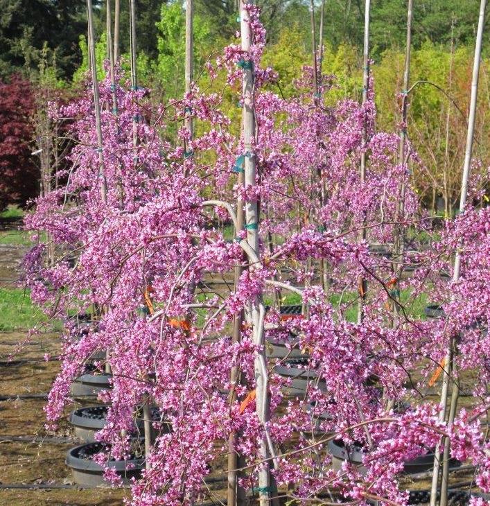 Lavender Twist® Redbud