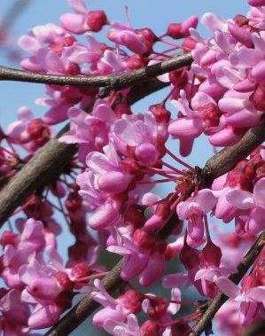 Lavender Twist® Redbud