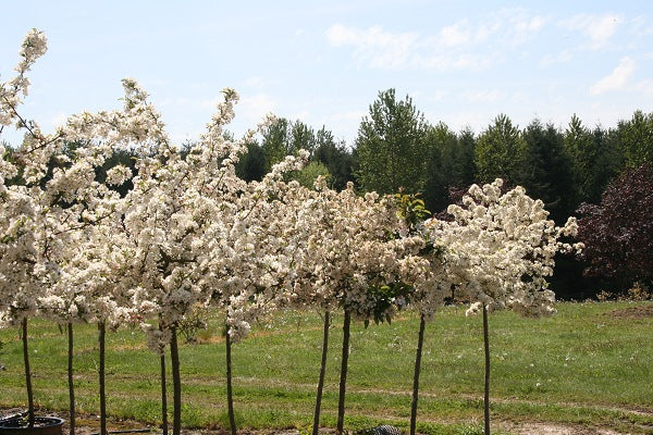 Lollipop® Crabapple sproutfree™