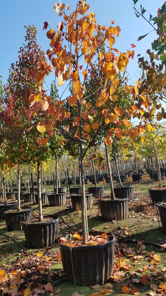 Merlot Eastern Redbud