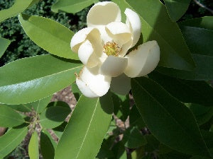 Moonglow® Sweet Bay Magnolia