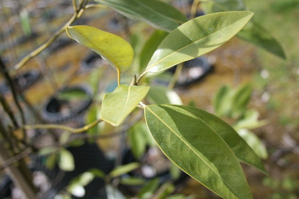 Moonglow® Sweet Bay Magnolia