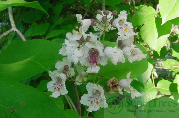 Northern Catalpa