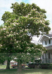 Northern Catalpa