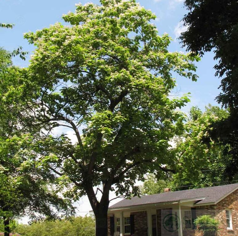 Northern Catalpa