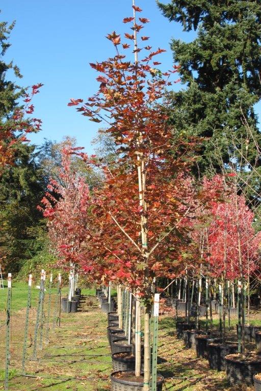 Norwegian Sunset® Maple