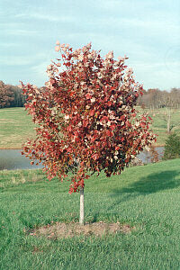 October Glory® Red Maple