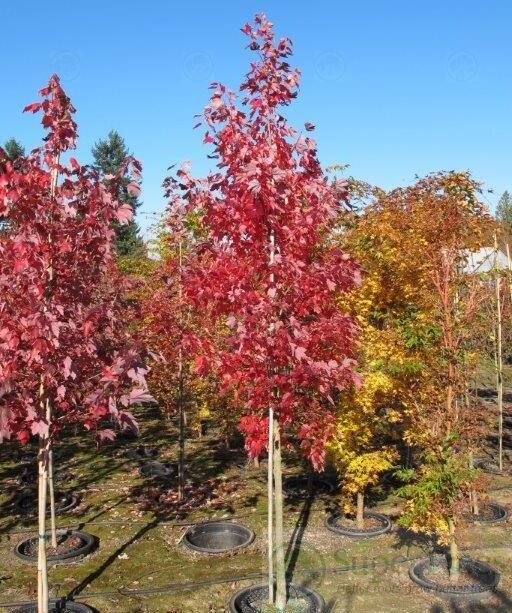 October Glory® Red Maple