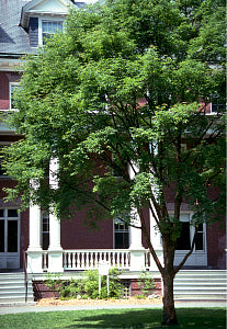 Paperbark Maple