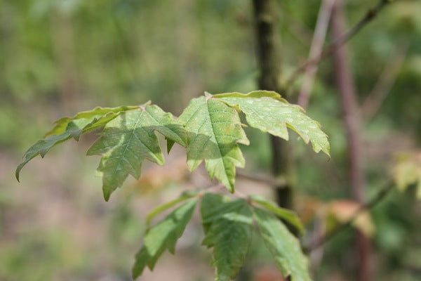 Paperbark Maple