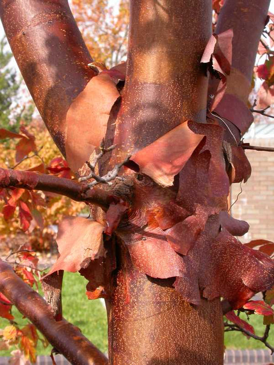 Paperbark Maple