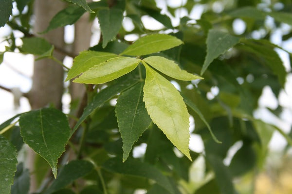 Patmore Seedless Green Ash