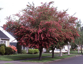 Paul's Scarlet Hawthorn