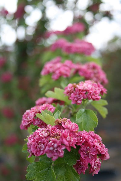 Paul's Scarlet Hawthorn