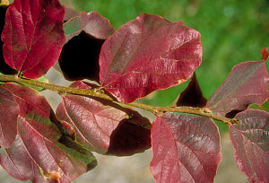 Persian Ironwood