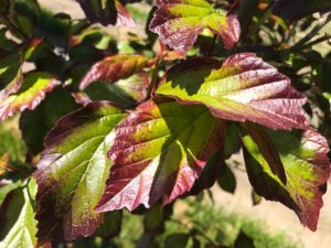 Persian Spire Ironwood