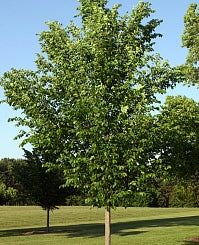 Princeton Elm