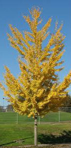 Princeton Sentry® Ginkgo