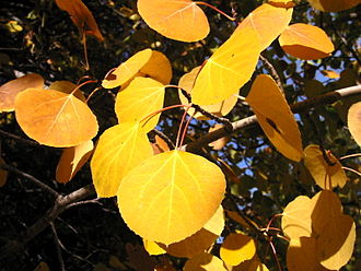 Quaking Aspen