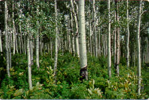 Quaking Aspen