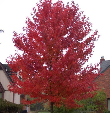 Red Sunset® Maple