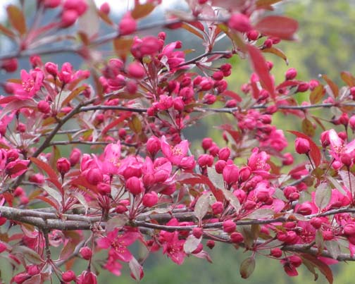 Royal Raindrops Flowering Crabapple- sproutfree™