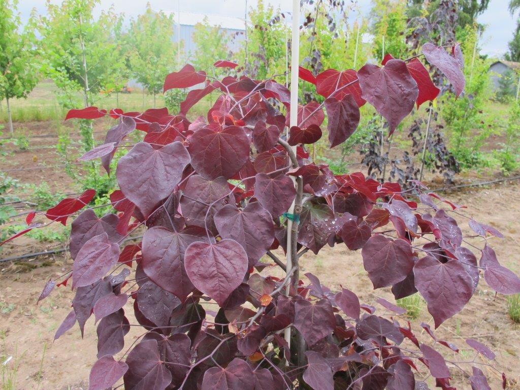 Ruby Falls Eastern Redbud