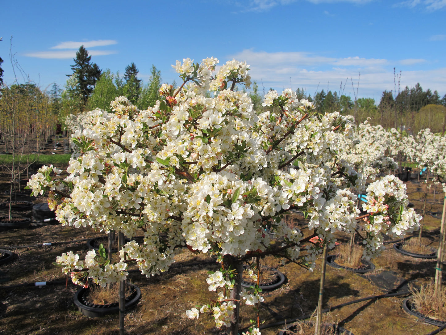 Sargent Tina Flowering Crabapple sproutfree™